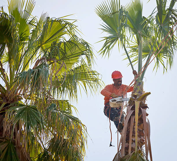 Best Tree Removal Near Me  in Mabton, WA